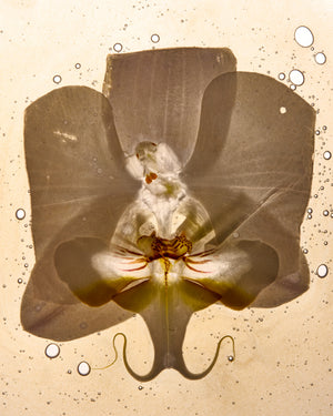 Transposed image of an orchid with The Lab Drop formulation on top