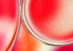 Goji Berry Fruit Extract